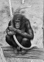 Soll ich springen oder nicht.....