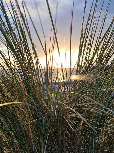 Dune grass at sunset by Beachlines and colors SdK