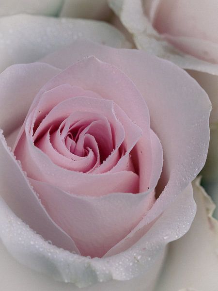 lovely rose von Christina Bauer Photos