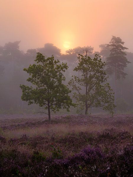 Sous le voile des rêves par Tvurk Photography