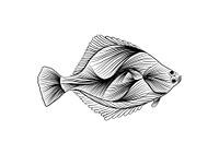 Poster Flatfish - dessin au trait - noir et blanc - poisson - illustration