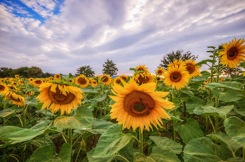Tournesols par Steffen Gierok