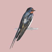 Barn swallow