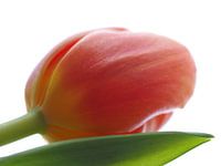 Dutch tulip