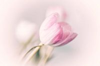 Tulpen in Pastellfarben