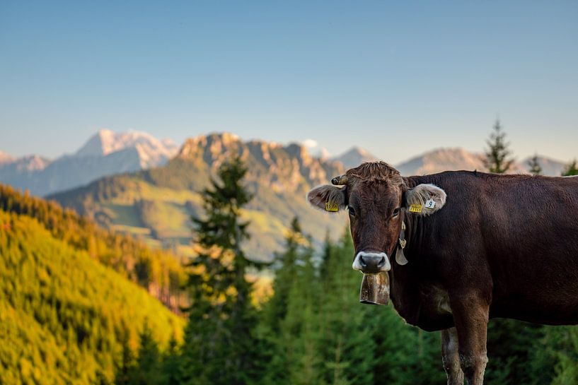 Allgäuer Kuh Blick von Leo Schindzielorz
