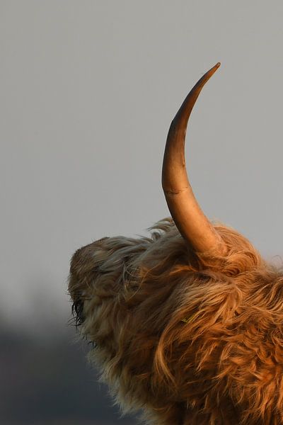 Schottischer Highlander Kopf mit Horn von Sascha van Dam