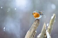Robin in the snow