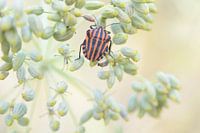 Vœux sur la branche