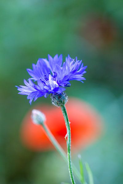 cornflower by ton vogels