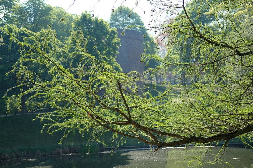 Sonnenlicht, Kronenburgerpark, Nijmegen, Niederlande von themovingcloudsphotography