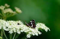 Butterfly on Mountain Dew