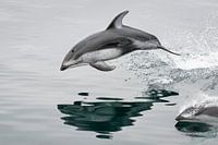 Frei wie ein springender Delfin