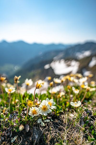 Flowers in the Alps by Leo Schindzielorz