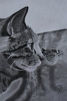 Katze & Schmetterling