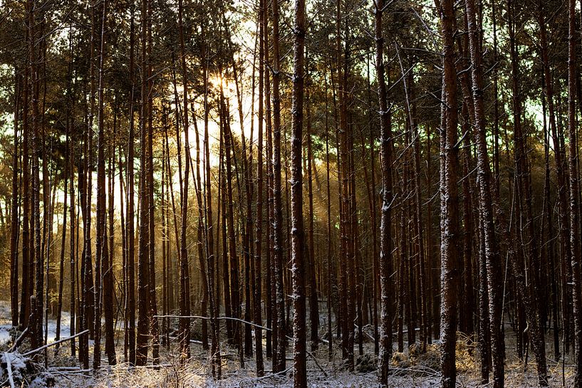 Winterwald von Justin Smits