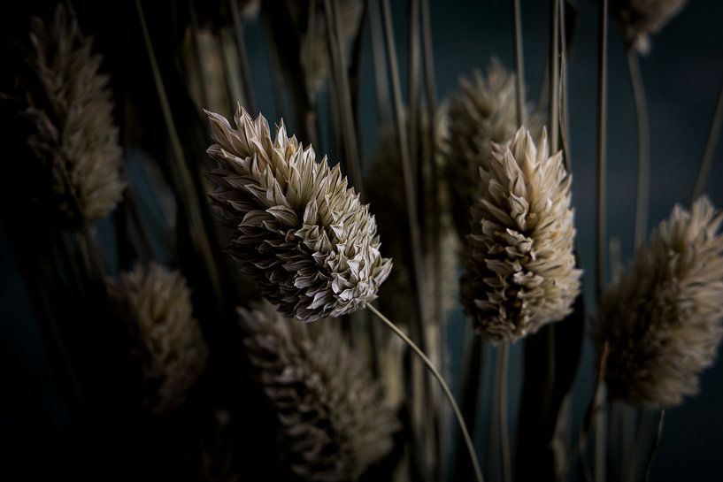 Kanarisches Gras - horizontal von Maaike Zaal