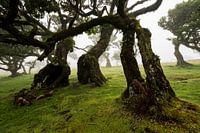 Uralte Lorbeer-Bäume im Wald von Fanal, Madeira