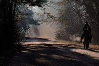 Paard en ruiter op bospad in ochtendlicht