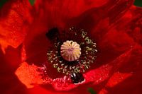 Beautiful core of a bright red poppy