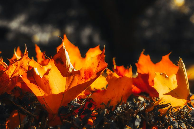 autumn flames by Dagmar Marina