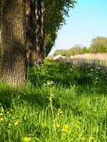 Les arbres le long de la Noordervaart