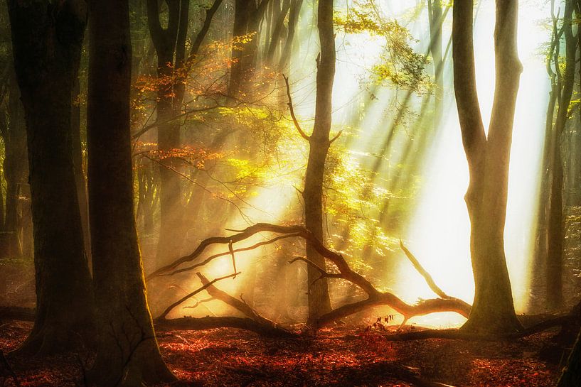 Diamantenwald, Speulder von Lars van de Goor