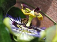 Passion flower with bee