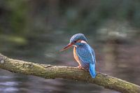L'éclair bleu, le martin-pêcheur, regarde l'épinoche qui nage sous lui