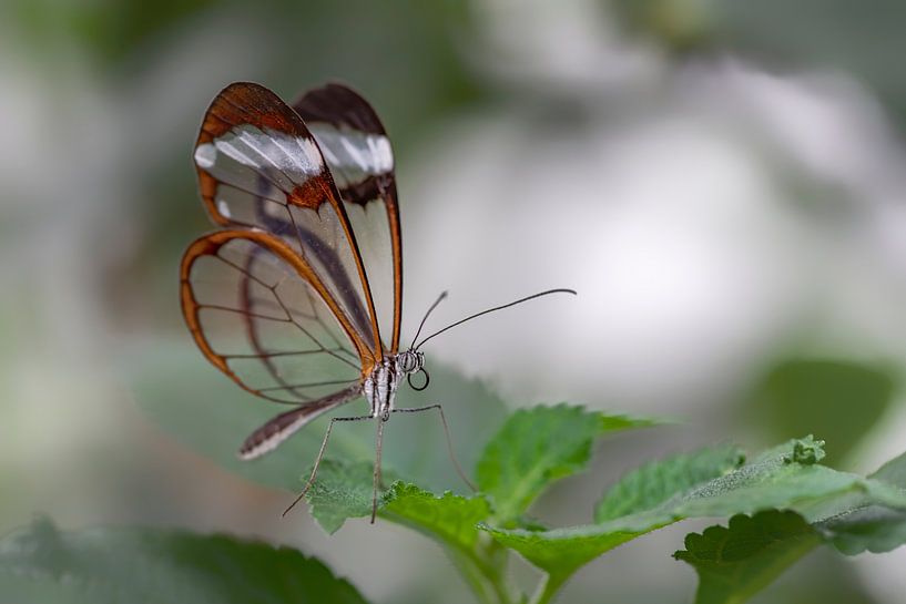 Glasswing butterfly - Glasswing butterfly by Albert Beukhof