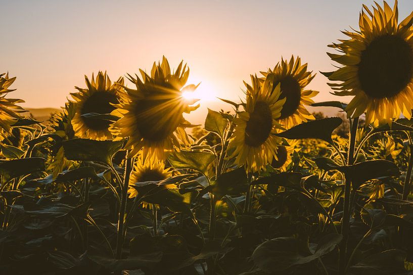 Tournesols par Peter Deschepper