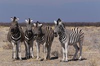 Zebras - Etosha National Park