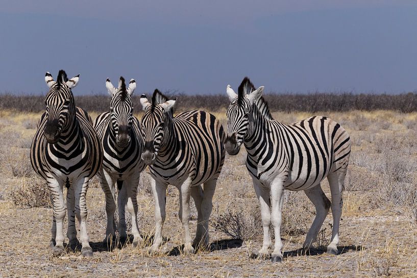 Zebras - Etosha National Park von Eddy Kuipers