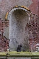 vieux mur avec un chat et un oiseau