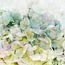 Hydrangea macrophylla