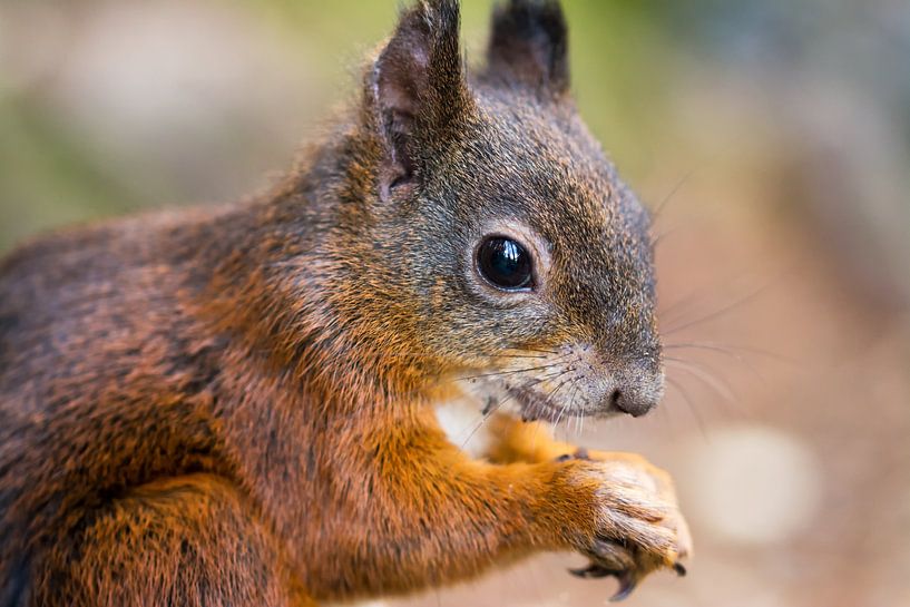 Eichhörnchen by Alena Holtz