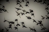 Vogelvlucht spreeuwen