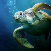Bubbles la tortue de mer