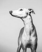 Artistic minimalist portrait of a greyhound