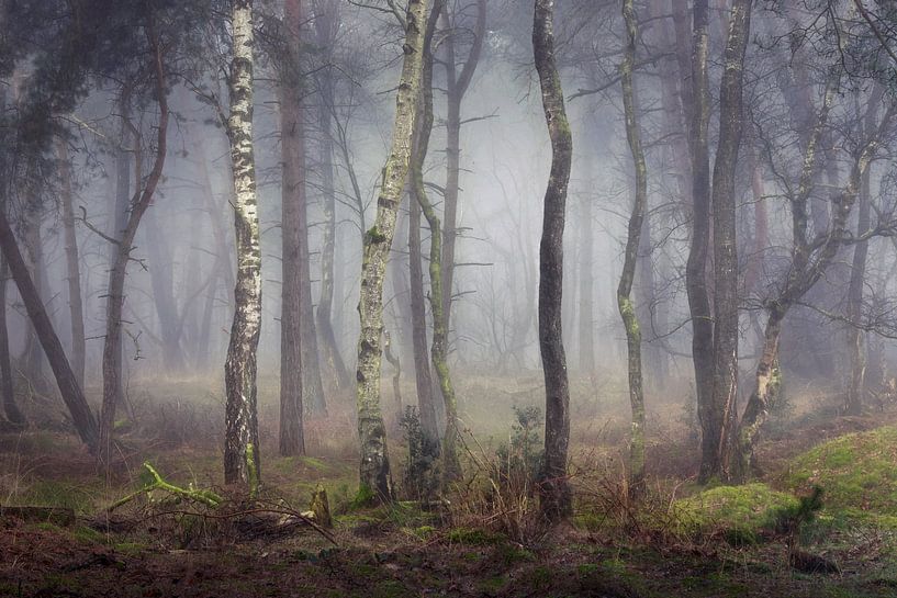 Winterglow par Roelie Steinmann