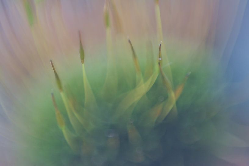 Die wundersame Welt der Makrofotografie von Jolanda de Jong-Jansen