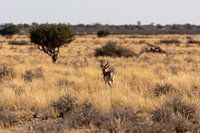 Springbok in the Kalahari