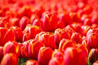 Tulip field in the Netherlands