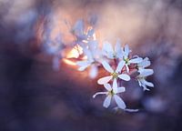 Anzeichen des Frühlings II