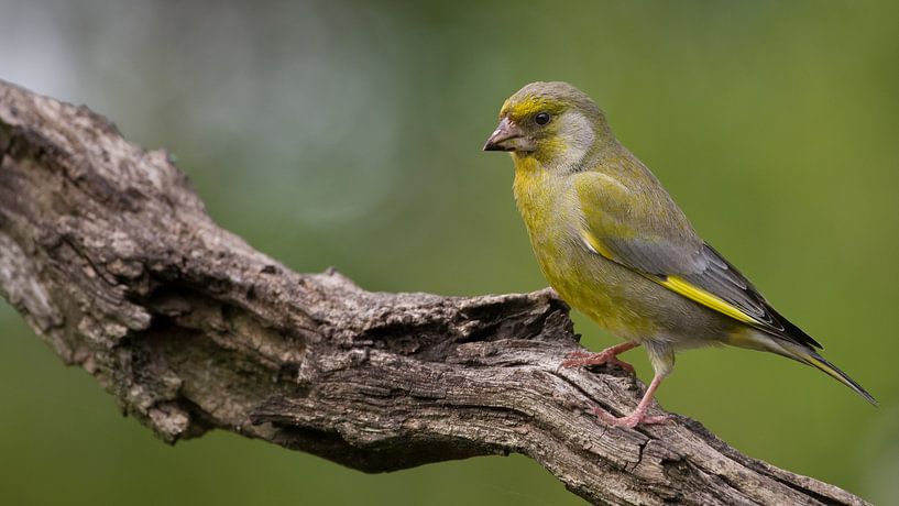 Groenling op een tak by Jan Jongejan