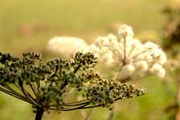 Fleurs nature peinture à l'huile impression de peinture à l'huile