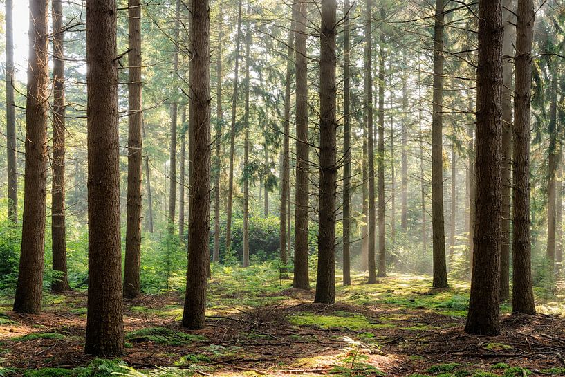 Coniferous forest on Zonheuvel estate near Doorn on the Utrecht Hill Ridge by Sjaak den Breeje