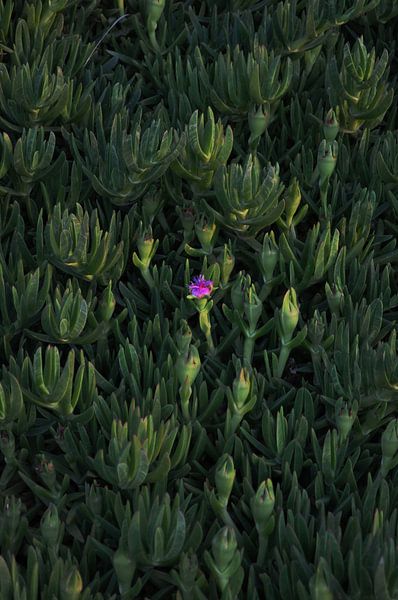 rosa Knopf von sofie van den Nouland