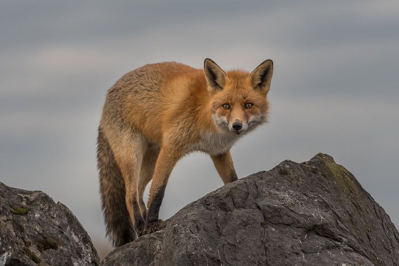 Le renard grimpe sur les rochers. par Tim Link