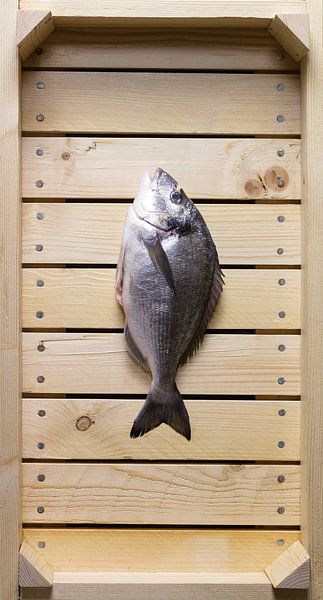 Fisch in Auktionskiste von Roland van Balen